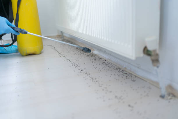 Best Mosquito Control Services  in Medina, TX