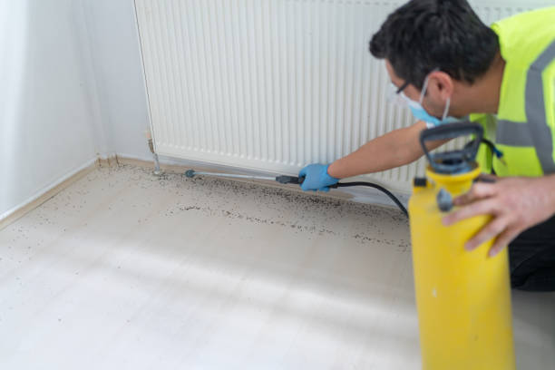 Best Wasp Removal Services  in Medina, TX