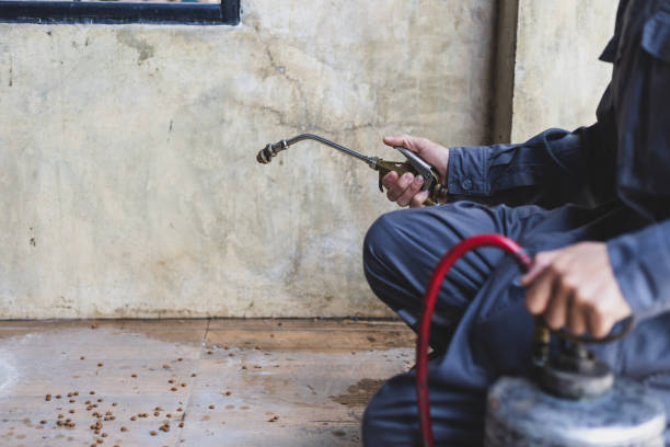 Best Flea Control Services  in Medina, TX